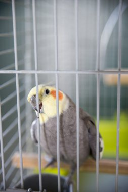 sarı renkli su perisi