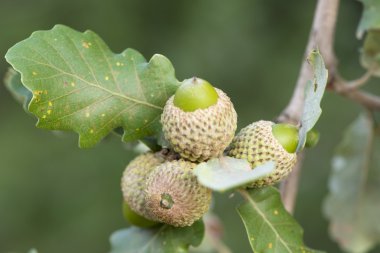 Palamutlar ağacında 