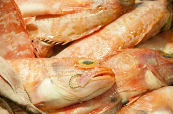 Pesce fresco — Foto Stock