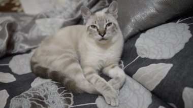 ortalama uyuyan kedi