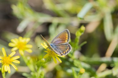 Kelebek polyommatus bellargus