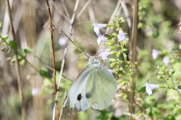 Mariposa en una flor — Foto de Stock