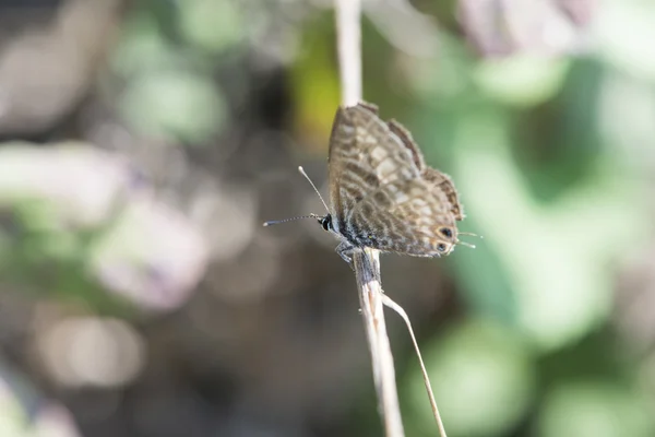 Vlinder zat — Stockfoto