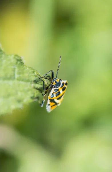 Gele bug — Stockfoto