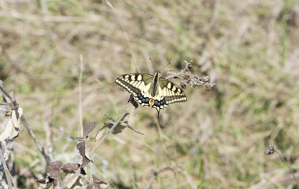 Machaon motyl przysiadł — Zdjęcie stockowe