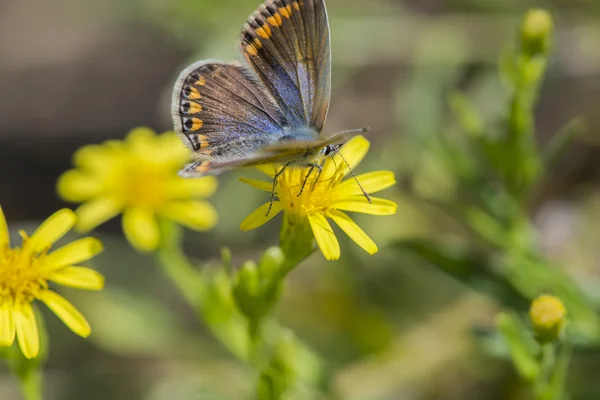 Motyl bellargus Polyommatus — Zdjęcie stockowe