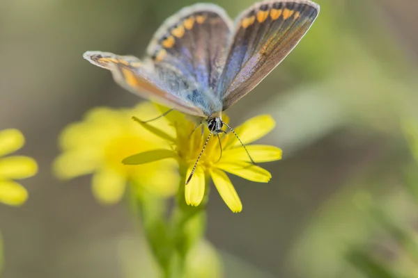 Motyl bellargus Polyommatus — Zdjęcie stockowe