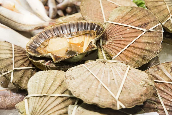 Frische Jakobsmuscheln — Stockfoto