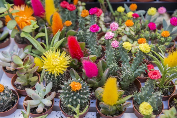 Cactus florecido pequeño — Foto de Stock