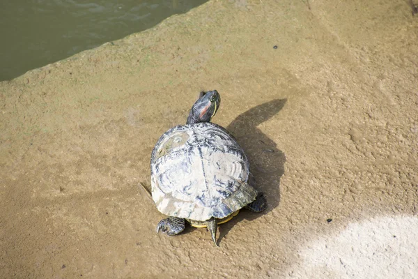 Schildpad koesterend in de zon — Stockfoto