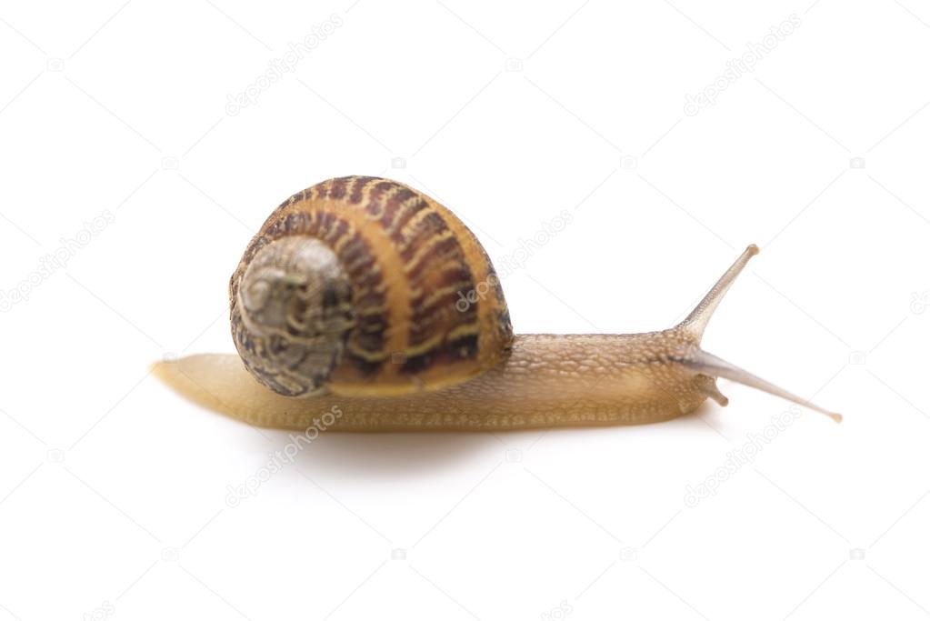 small snail 