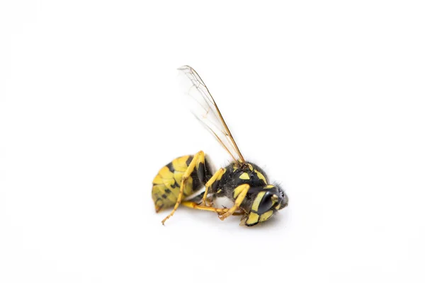 Yaban arısı sarı ve siyah renk — Stok fotoğraf
