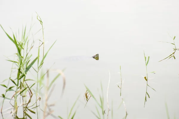 수영 하는 거북이 — 스톡 사진