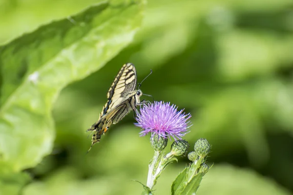 Machaon motyl — Zdjęcie stockowe