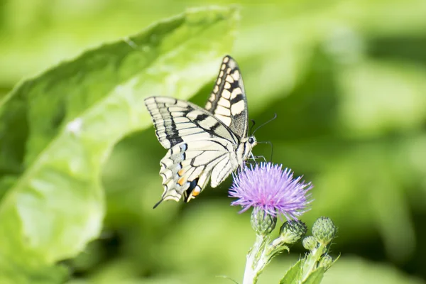 Machaon butterfly eating — Stock Photo, Image