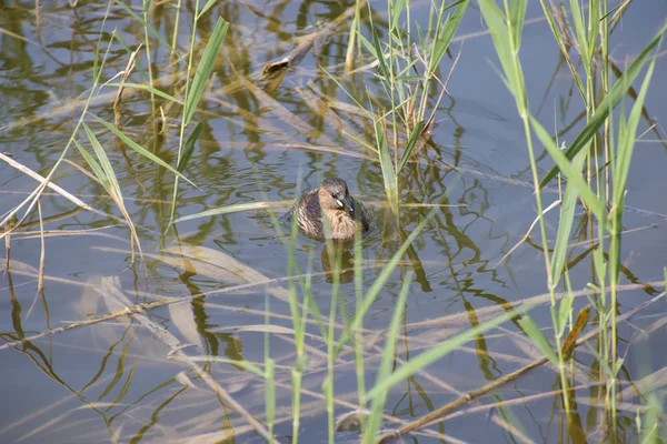 Smådopping, tachibaptus ruficollis — Stockfoto