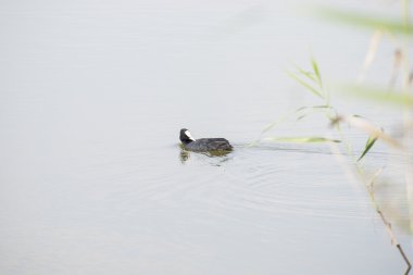 Coot, Fulica atra                                        