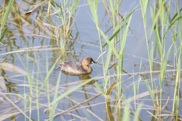 Smådopping, tachibaptus ruficollis — Stockfoto