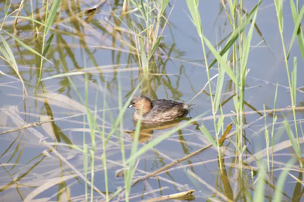 Petit Grèbe, tachibaptus ruficollis — Photo