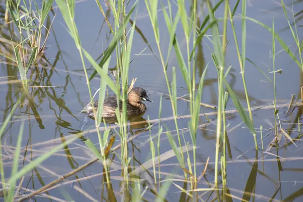 Pequeño Grebe, tachibaptus ruficollis —  Fotos de Stock