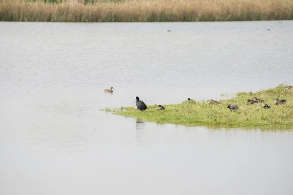 Diferentes tipos de patos —  Fotos de Stock