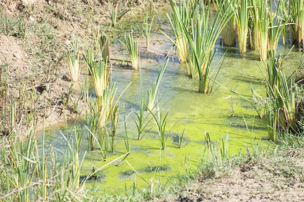 Водно-болотные угодья с растениями — стоковое фото