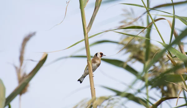 Jilguero, carduelis carduelis — Foto de Stock