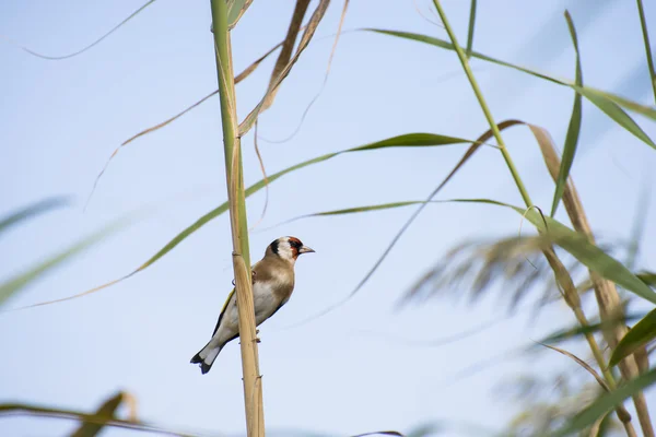 Goldfinch, самка самка — стокове фото