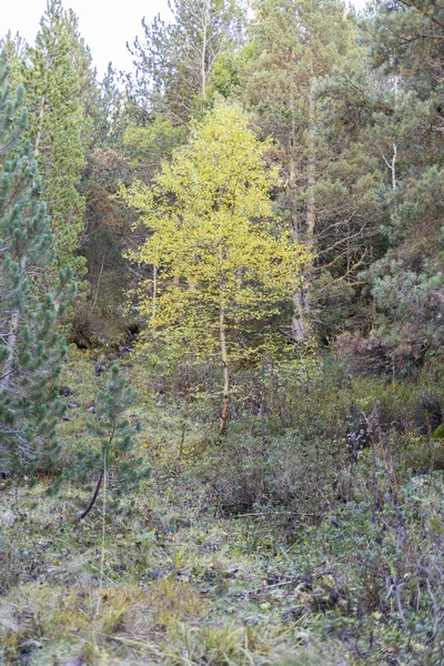 가을 산 — 스톡 사진