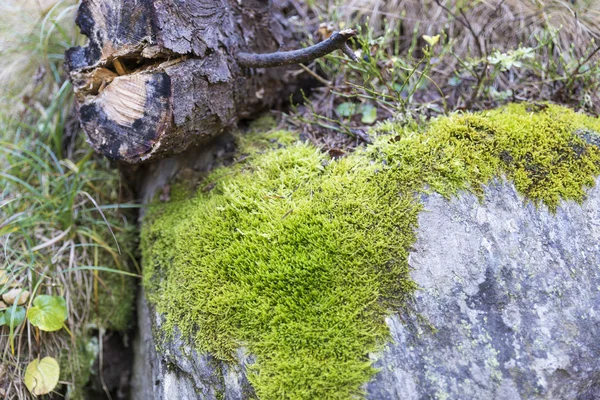 Fresh moss on the ground — Stock Photo, Image