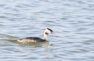 Büyük ibikli grebe, Podiceps kristali 
