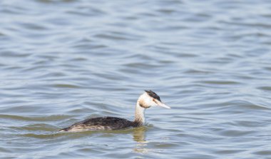 Büyük ibikli grebe, Podiceps kristali 