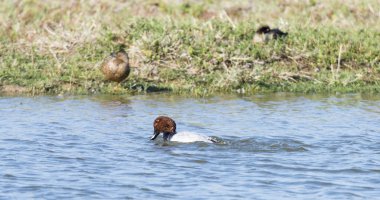 Eczacı ördek, aythya valisineria