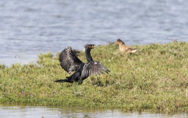 Karabatak, Phalacrocarax 