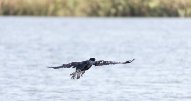 Karabatak, Phalacrocarax 