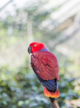 eklektik papağan, eclectus roratus