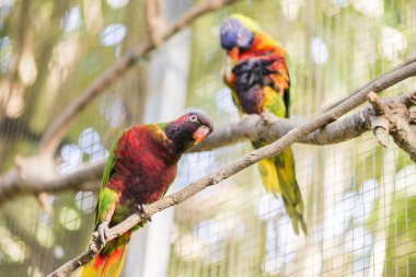 papağan gökkuşağı, trichoglossus haematodus