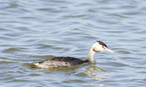 Gran grasa de cresta, Podiceps cristatus —  Fotos de Stock