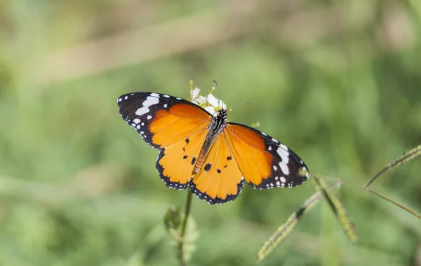 Orangefarbener Schmetterling ruht auf einer Blume — Stockfoto