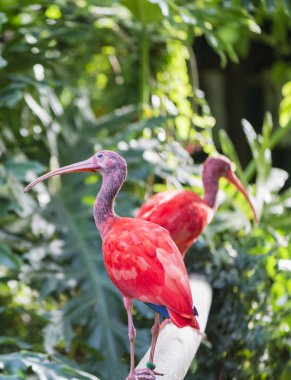Kırmızı homurtu, eudocimus ruber 