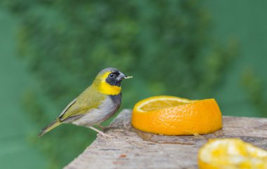 Tomeguin çam ormanı Tiaris canorus