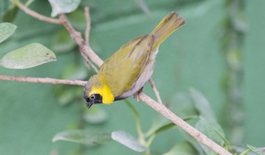 Tomeguin çam ormanı Tiaris canorus
