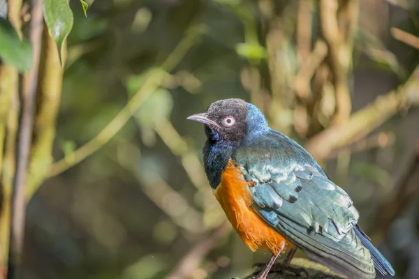 Excelente estornino, Lamprotornis superbus — Foto de Stock