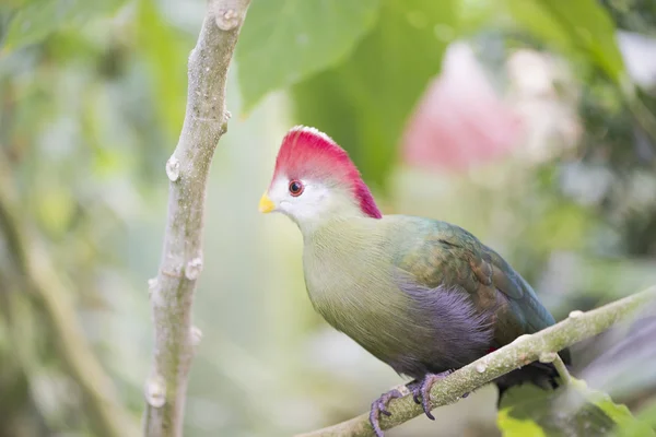 Turaco — Stock Photo, Image