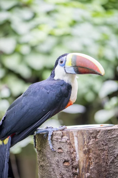 Tucan, tucanus ramphastos — Stock Fotó