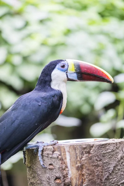 Tucan, tucanus ramphastos — Stockfoto