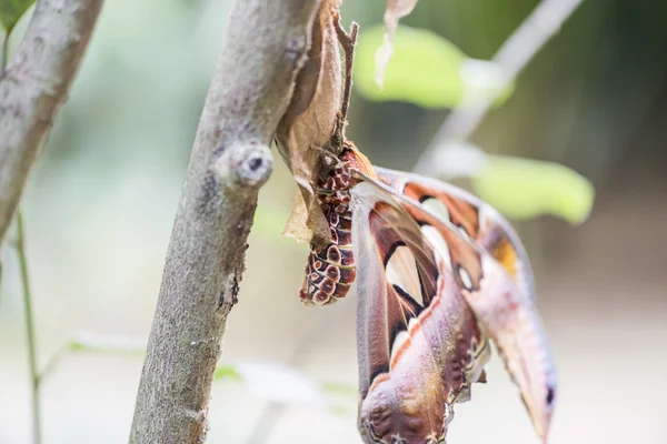 L'atlas du papillon géant, atlas attacus — Photo