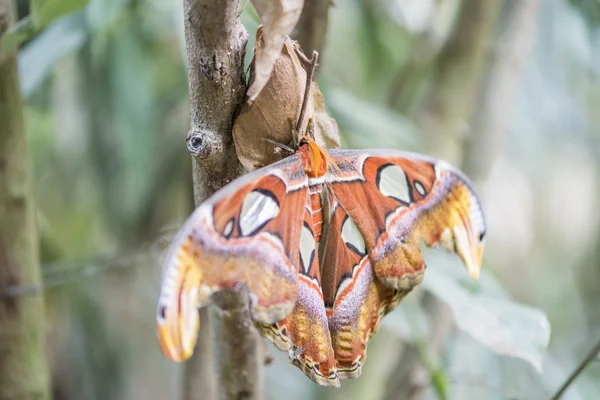 L'atlas du papillon géant, atlas attacus — Photo