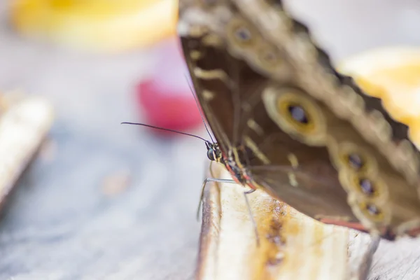 Morpho sommerfugl, morpho peleides - Stock-foto