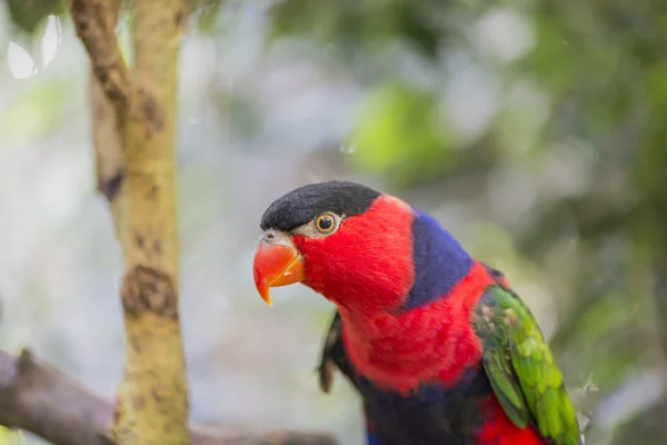 Loro tricolor, Lori — Foto de Stock